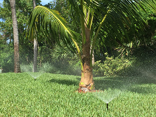 Palm tree hot sale sprinkler